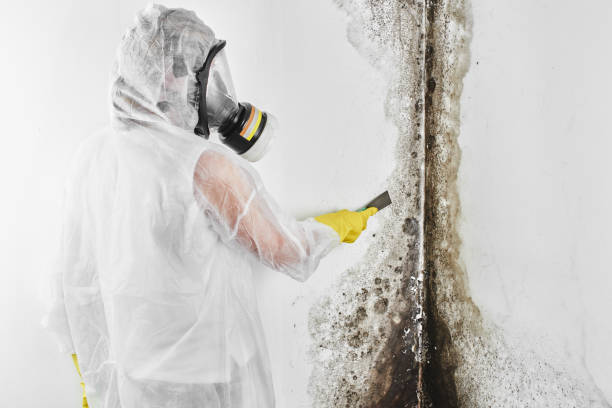 Best Local Mold Removal Service  in Pennville, PA