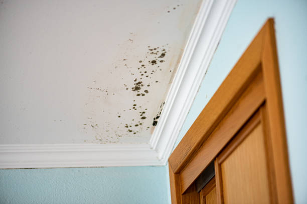 Best Professional Mold Removal  in Pennville, PA