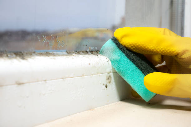 Best Same-Day Mold Removal  in Pennville, PA