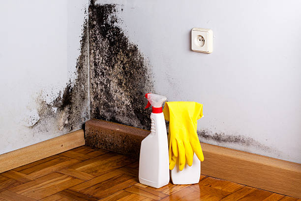 Best Certified Mold Removal  in Pennville, PA